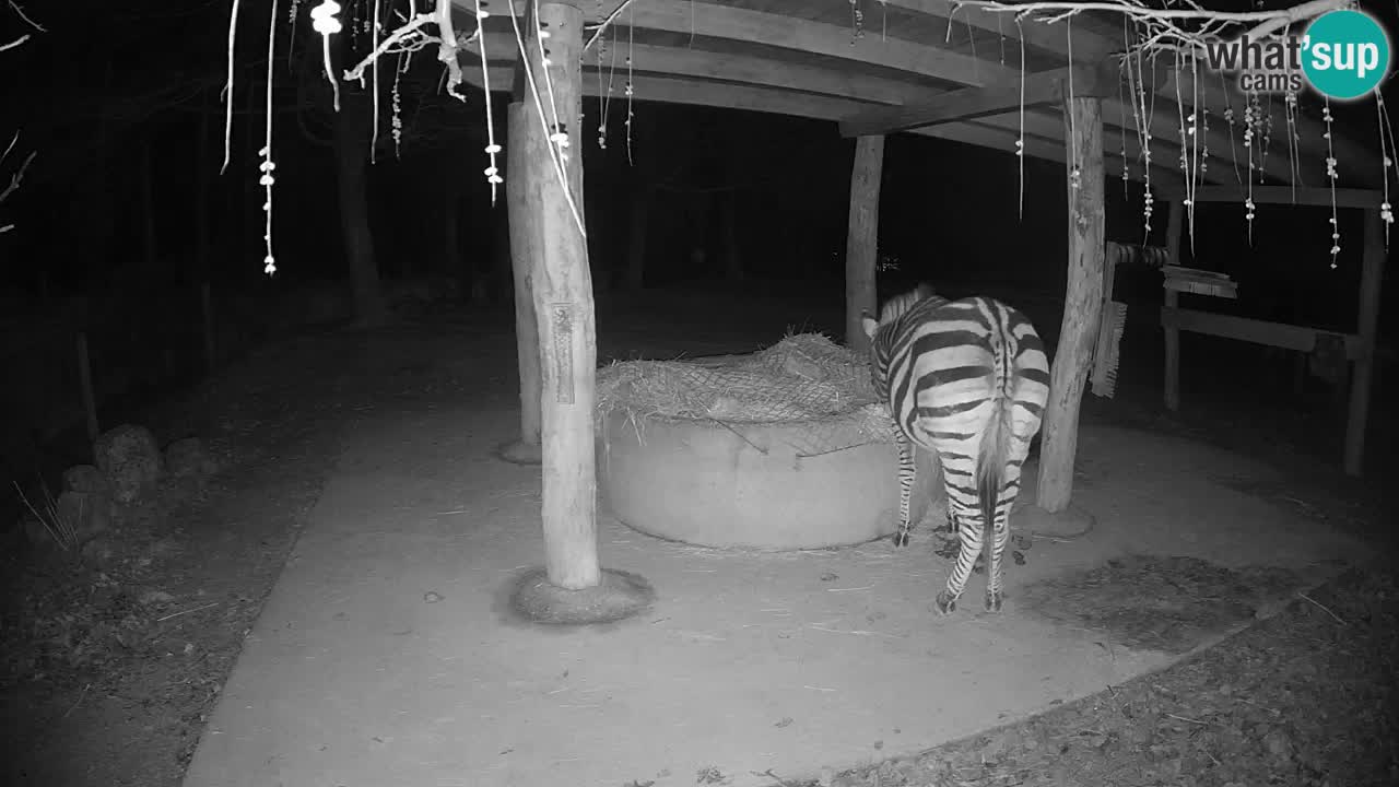 Live webcam Zebras in Ljubljana ZOO – Slovenia