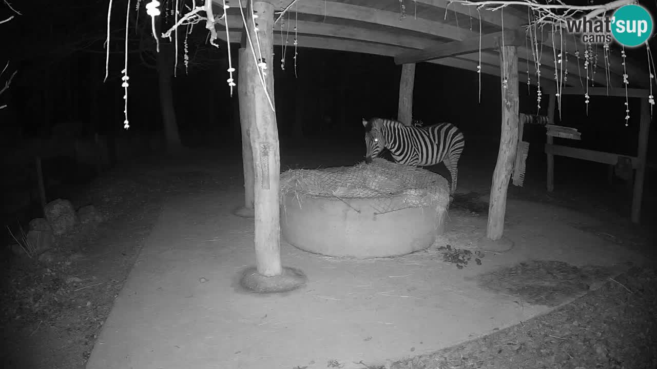 Le Zebre nello ZOO di Ljubljana – Slovenia Live webcam