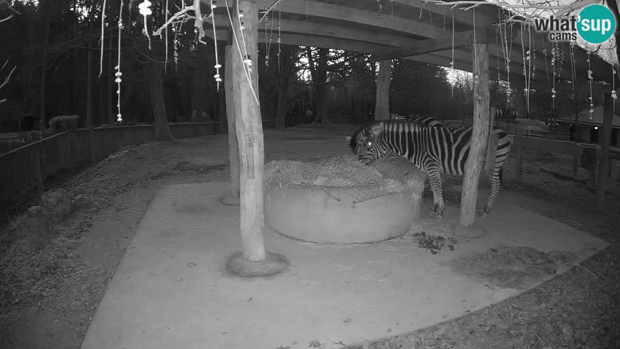 Le Zebre nello ZOO di Ljubljana – Slovenia Live webcam