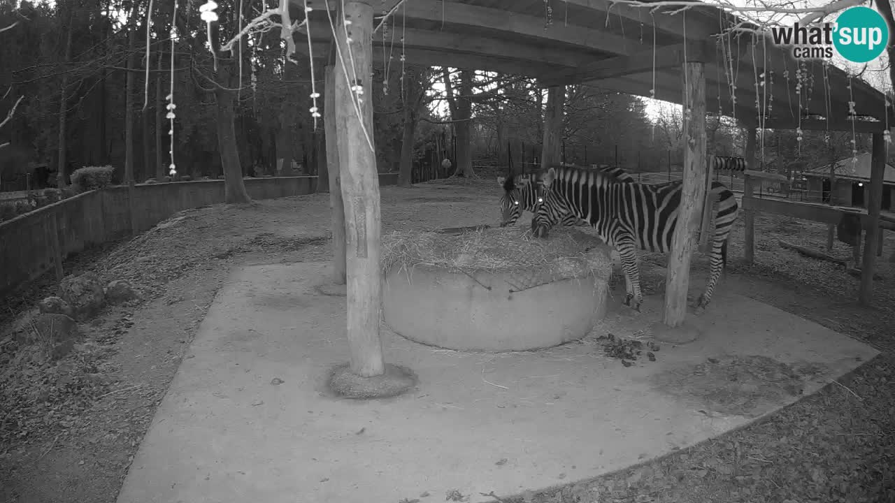 Web kamera uživo Zebras u ZOO Ljubljana – Slovenija