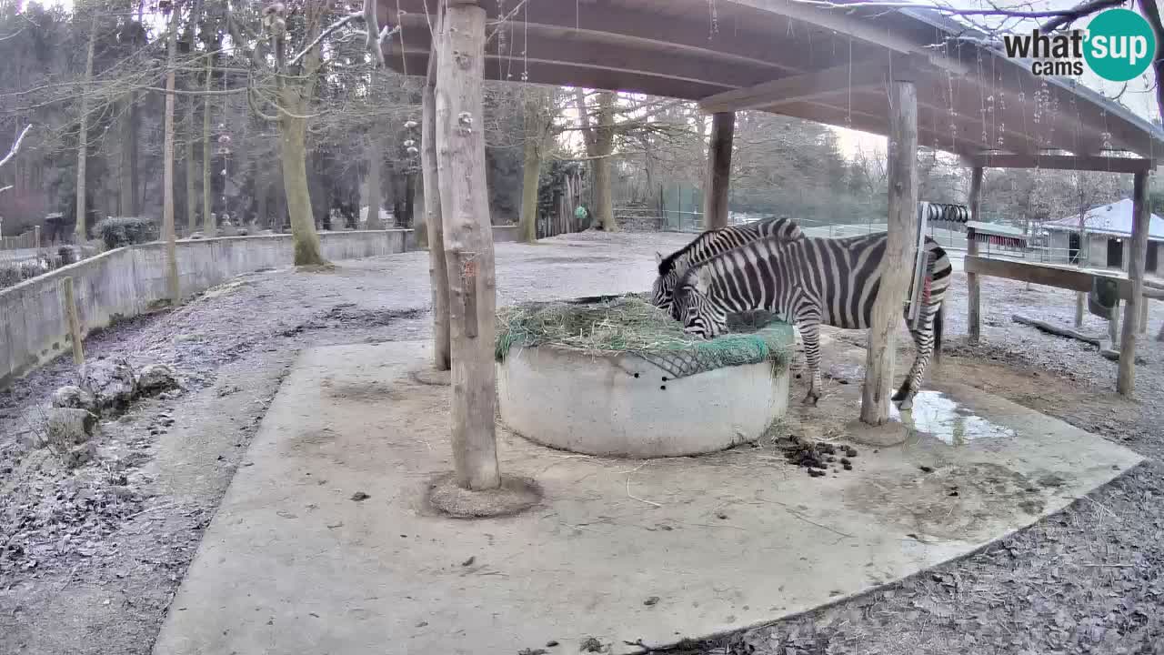 Live Webcam Zebras in Ljubljana ZOO – Slowenien