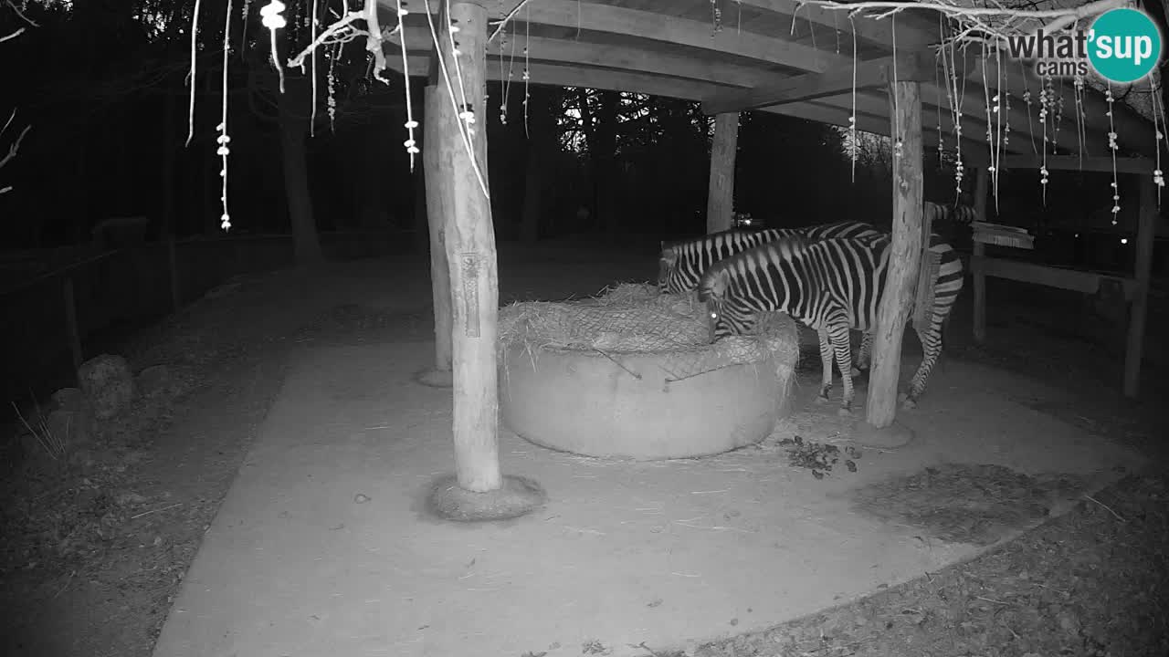 Live webcam Zebras in Ljubljana ZOO – Slovenia