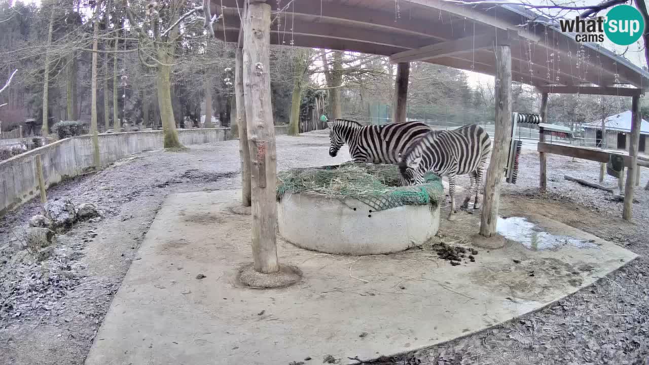 Live webcam Les zèbres in Ljubljana ZOO – Slovénie