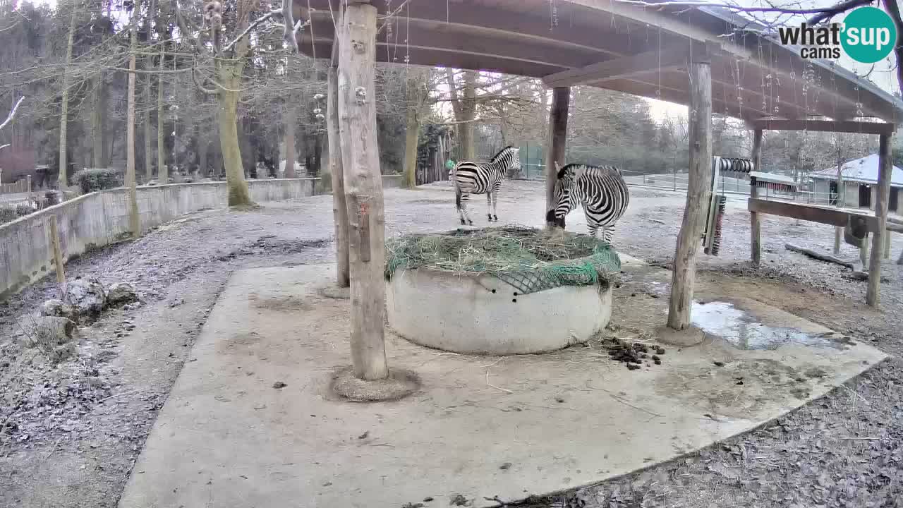 Live Webcam Zebras in Ljubljana ZOO – Slowenien