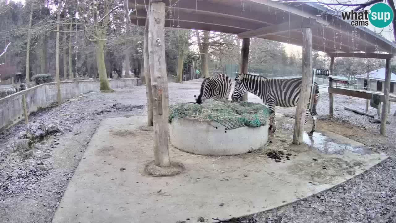 Le Zebre nello ZOO di Ljubljana – Slovenia Live webcam