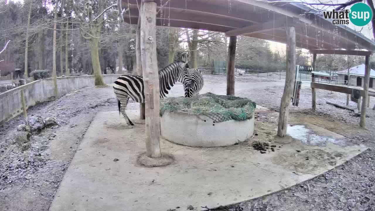 Live webcam Les zèbres in Ljubljana ZOO – Slovénie