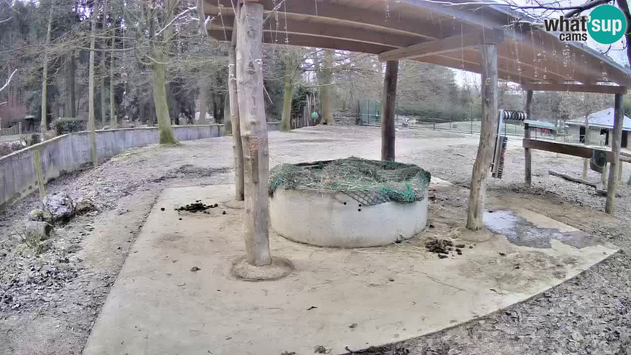 Live webcam Les zèbres in Ljubljana ZOO – Slovénie