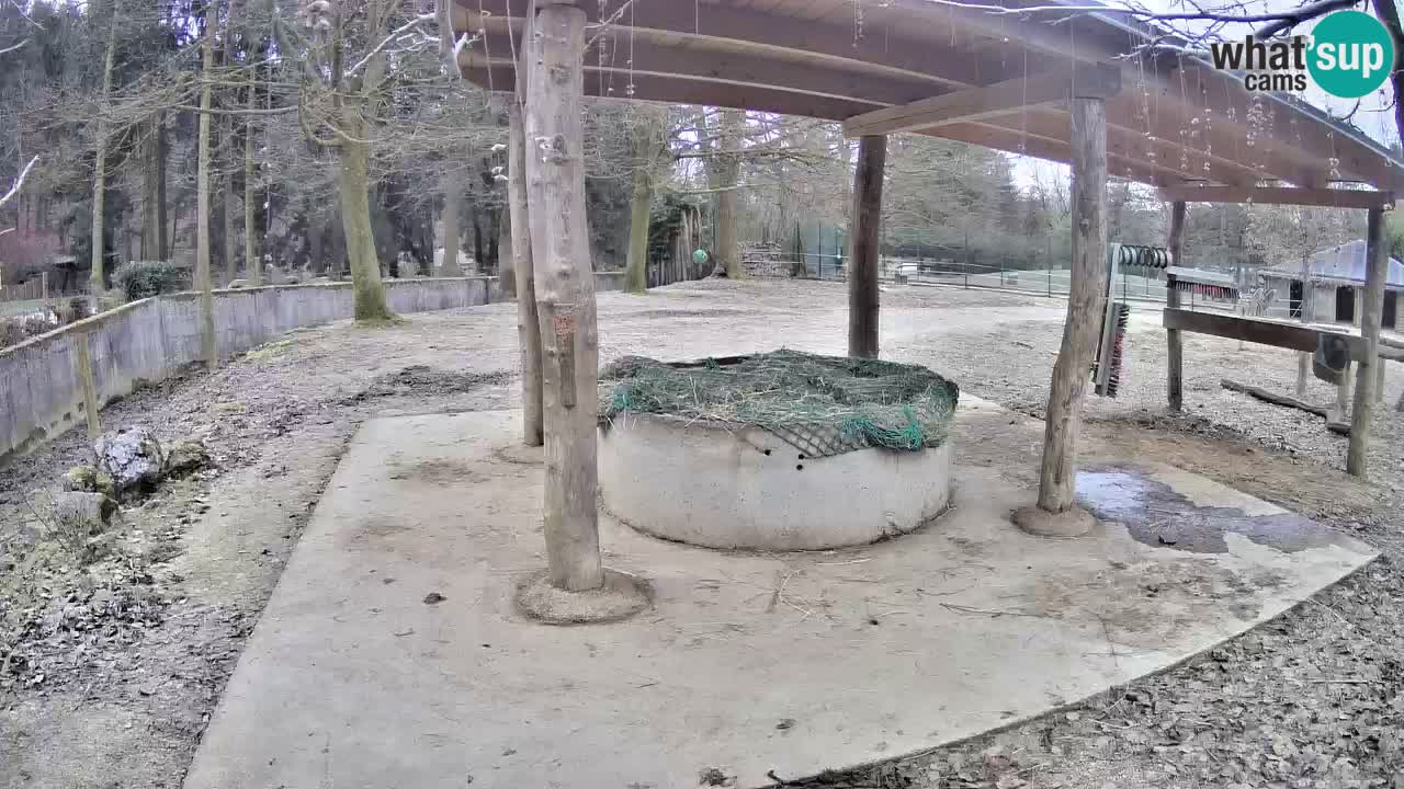 Camera en vivo Cebras in Ljubljana ZOO – Eslovenia