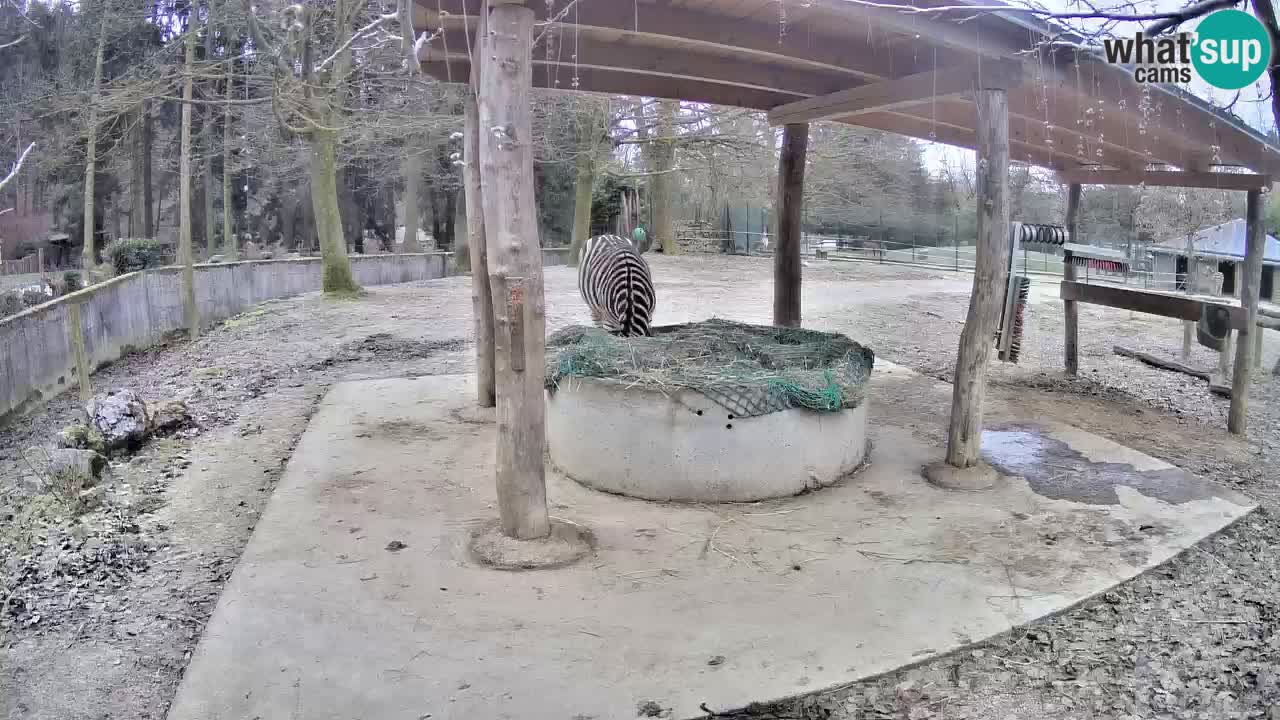 Le Zebre nello ZOO di Ljubljana – Slovenia Live webcam