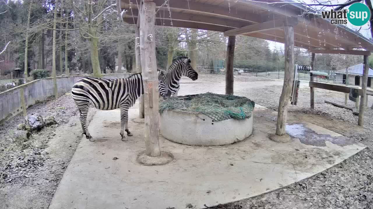 Live webcam Zebras in Ljubljana ZOO – Slovenia