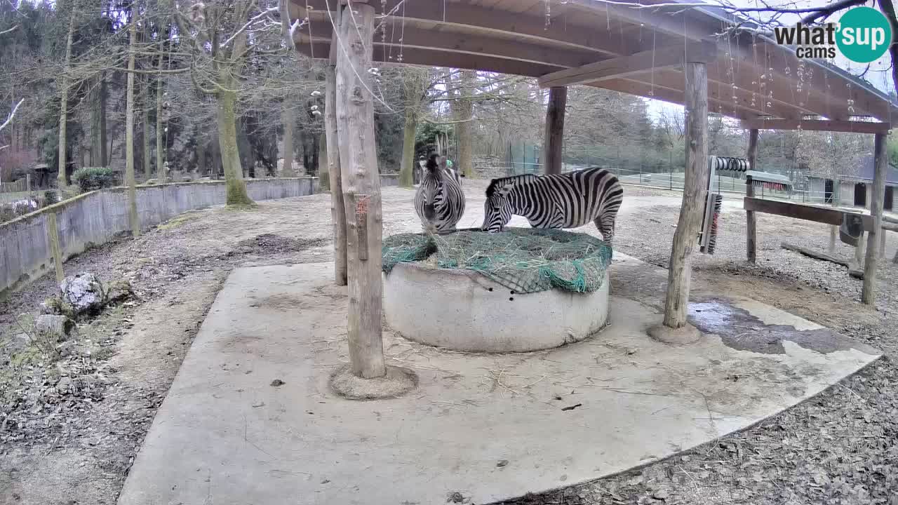 Live webcam Zebras in Ljubljana ZOO – Slovenia