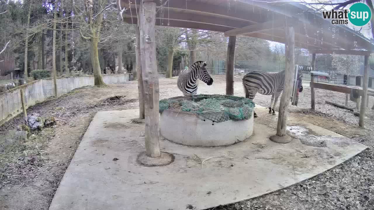 Live webcam Zebras in Ljubljana ZOO – Slovenia