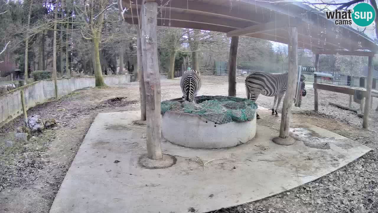 Live webcam Zebras in Ljubljana ZOO – Slovenia