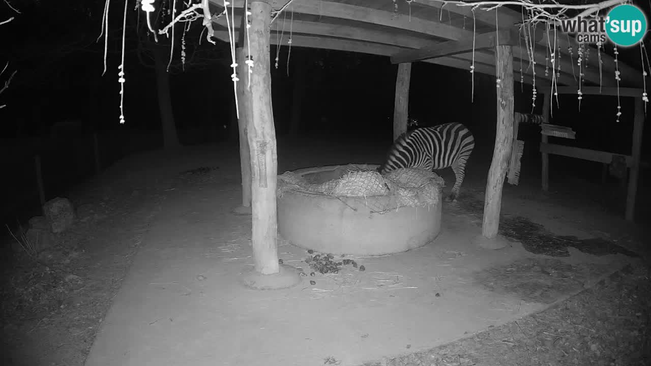 Live webcam Zebras in Ljubljana ZOO – Slovenia