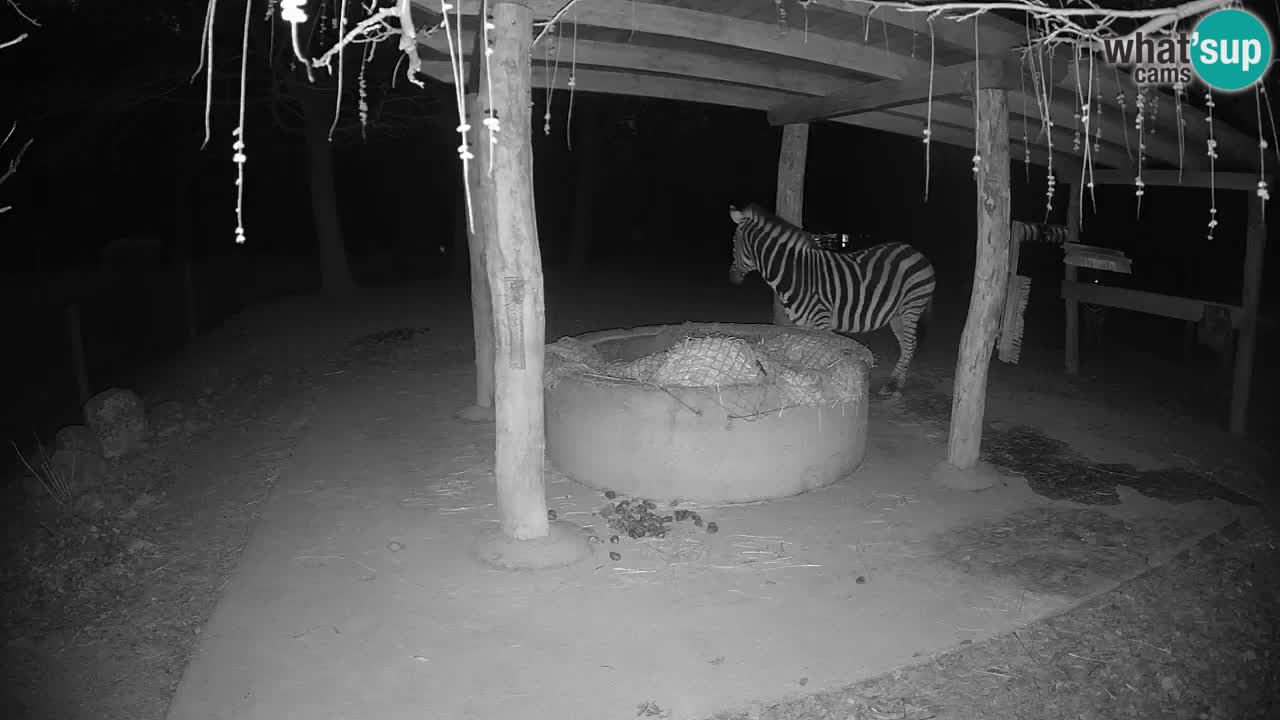 Live webcam Zebras in Ljubljana ZOO – Slovenia