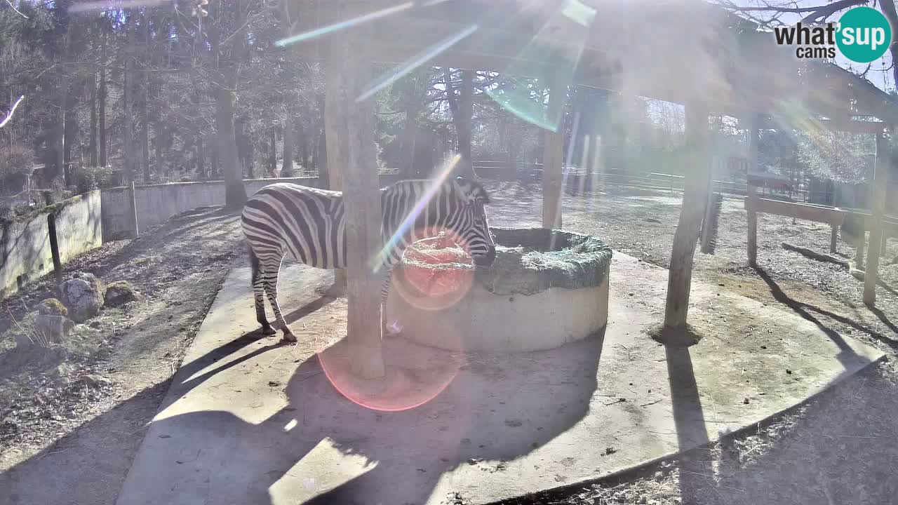 Live webcam Zebras in Ljubljana ZOO – Slovenia