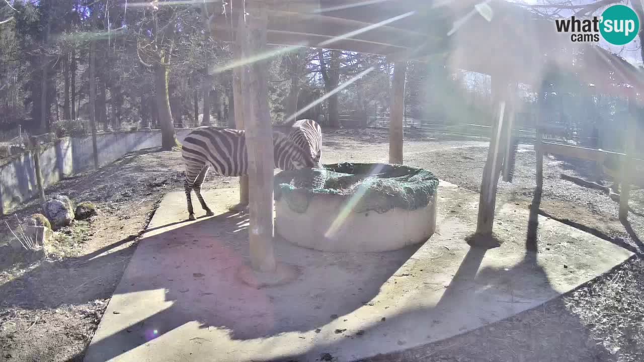 Live webcam Zebras in Ljubljana ZOO – Slovenia