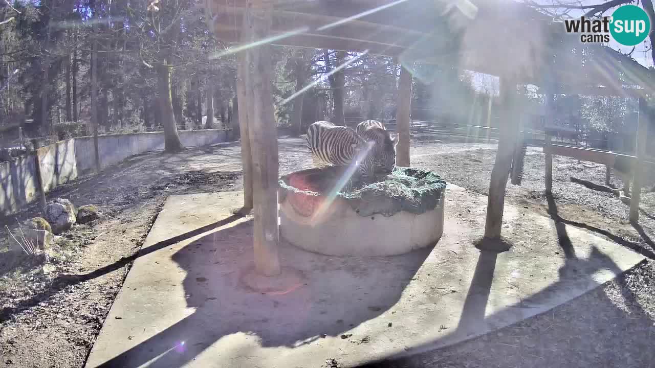 Live webcam Zebras in Ljubljana ZOO – Slovenia