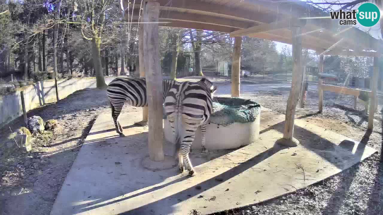 Web kamera uživo Zebras u ZOO Ljubljana – Slovenija