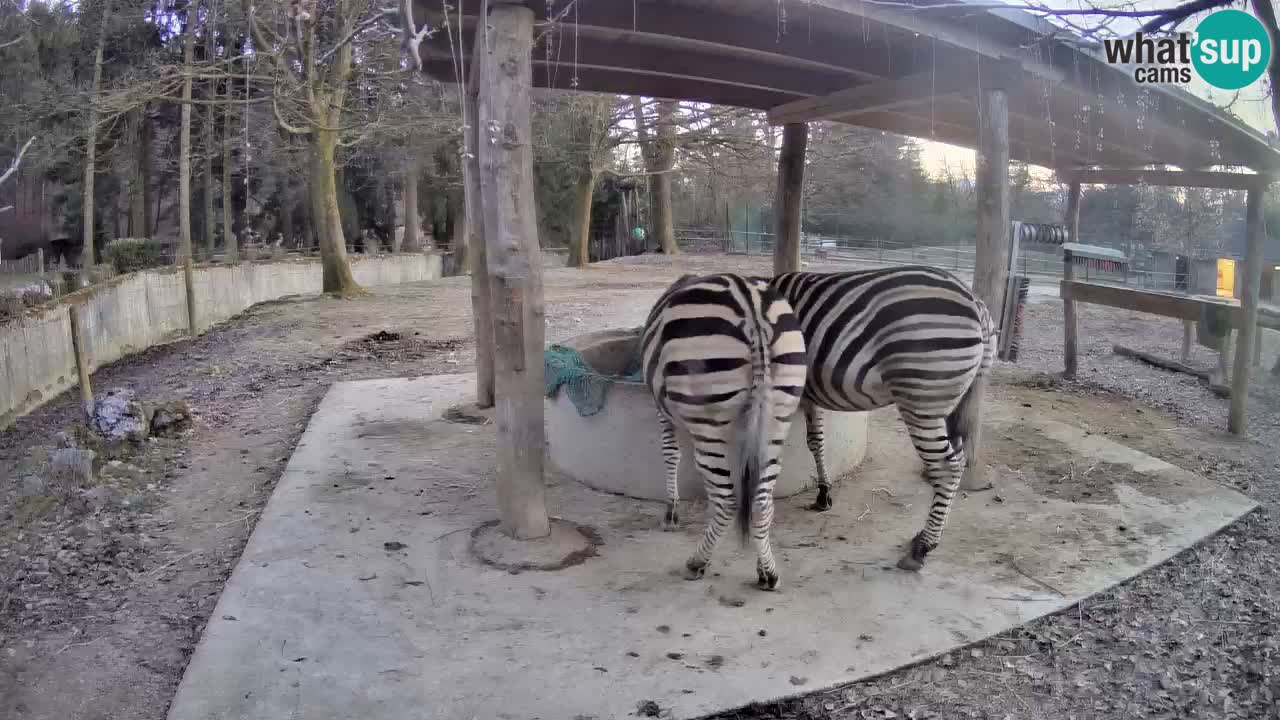 Zebre v živo v živalskem vrtu Ljubljana ZOO spletne kamere