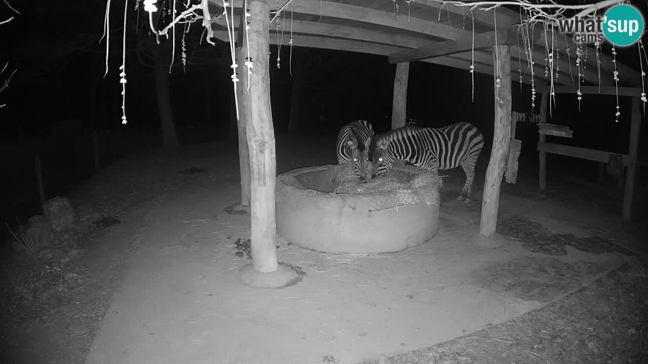 Live webcam Zebras in Ljubljana ZOO – Slovenia