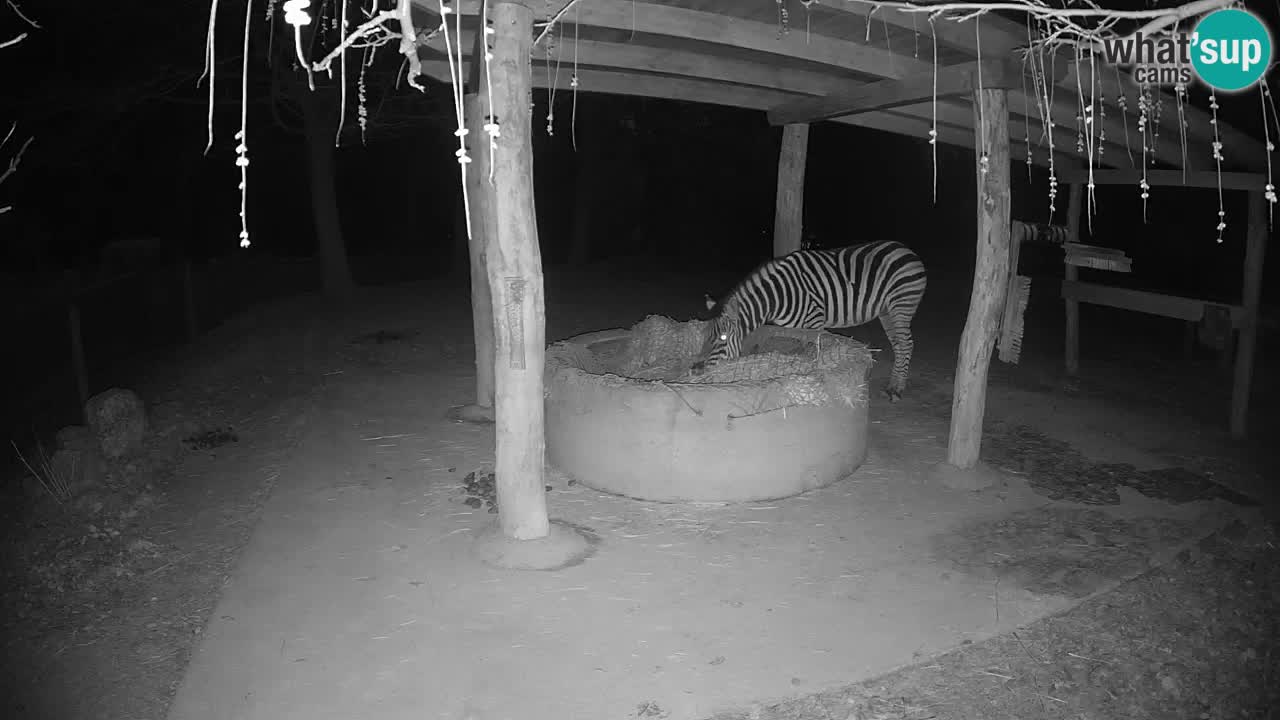 Live webcam Zebras in Ljubljana ZOO – Slovenia