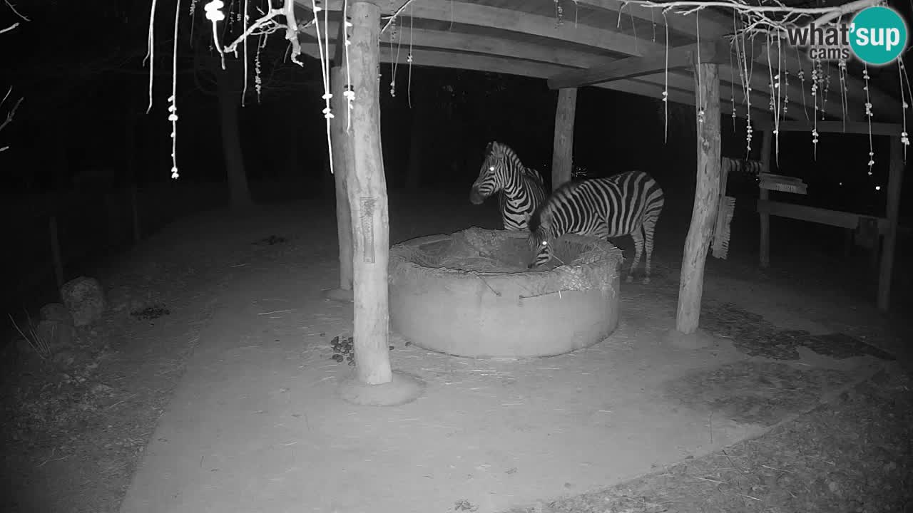 Live webcam Zebras in Ljubljana ZOO – Slovenia