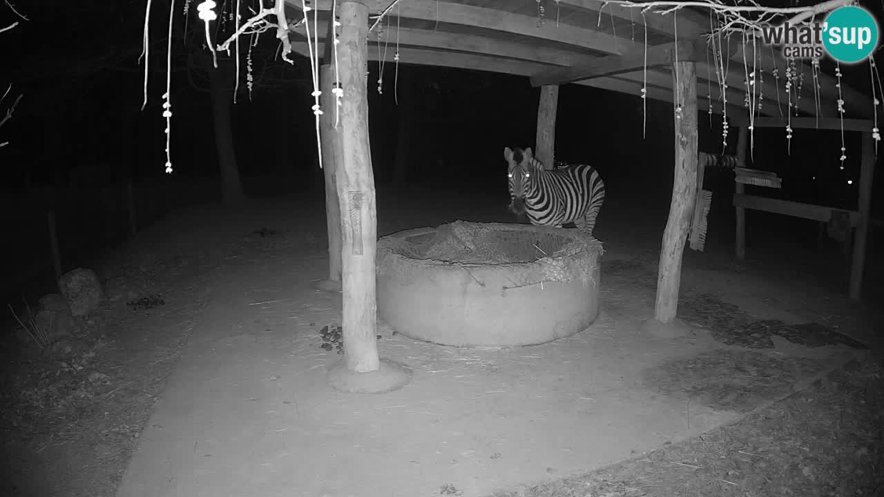 Live webcam Zebras in Ljubljana ZOO – Slovenia