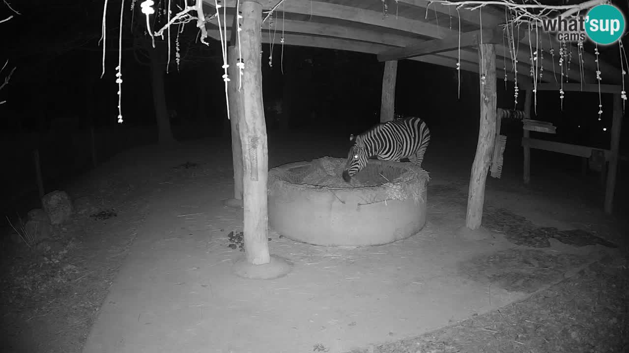 Live webcam Zebras in Ljubljana ZOO – Slovenia