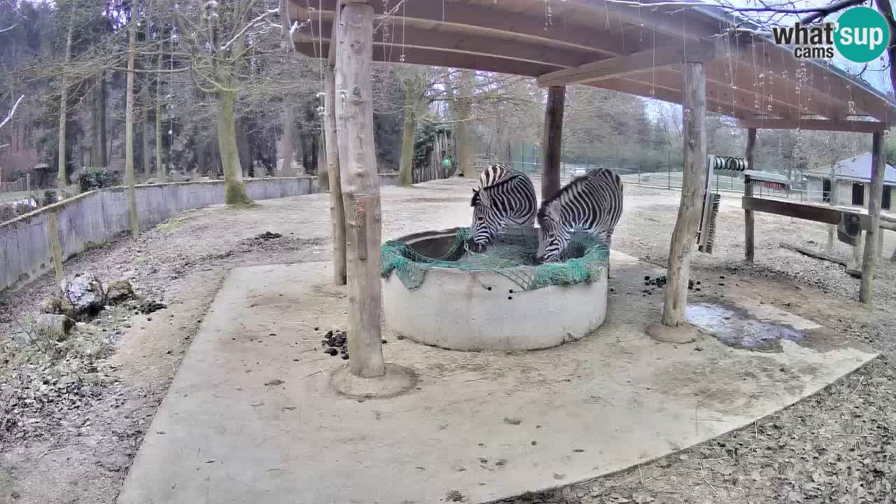 Live webcam Zebras in Ljubljana ZOO – Slovenia