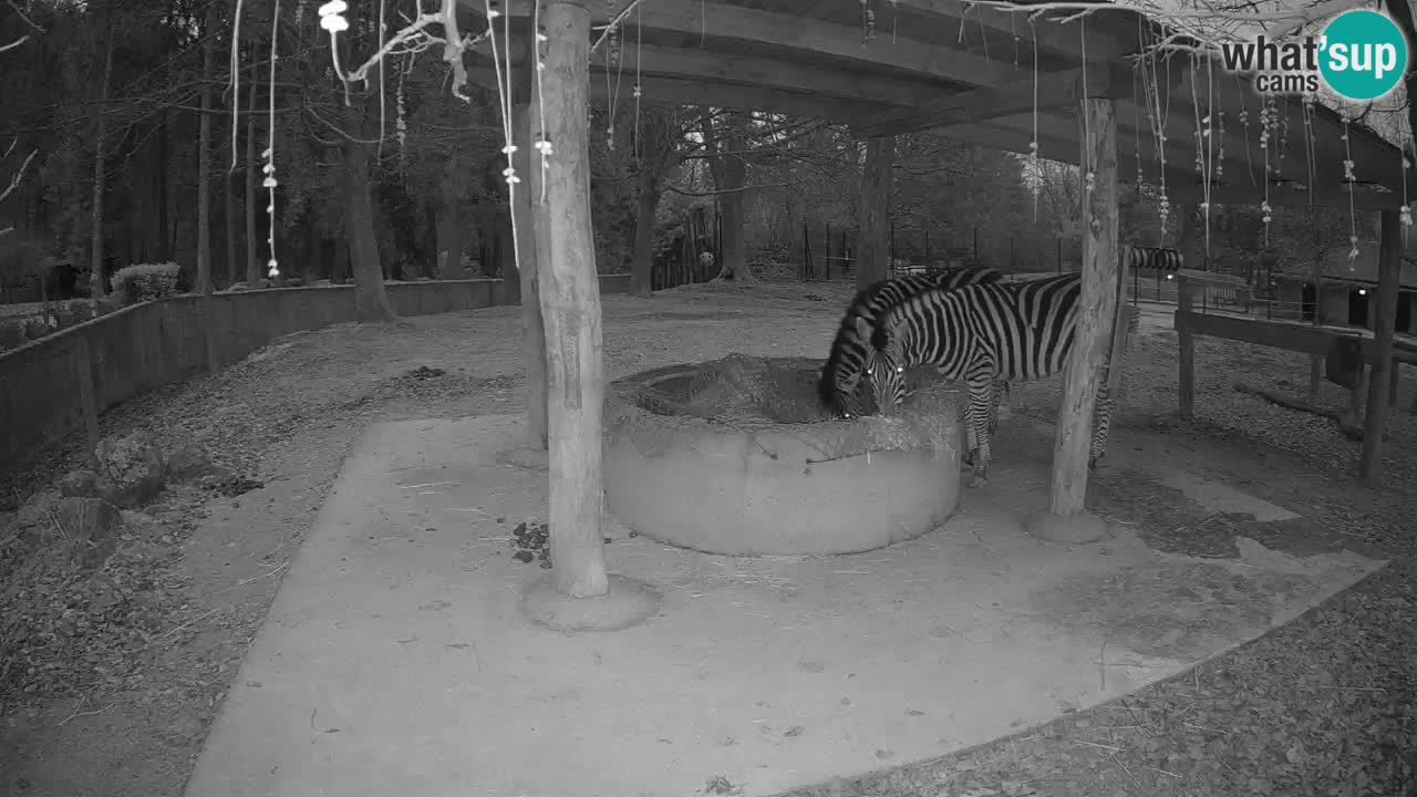 Live webcam Zebras in Ljubljana ZOO – Slovenia