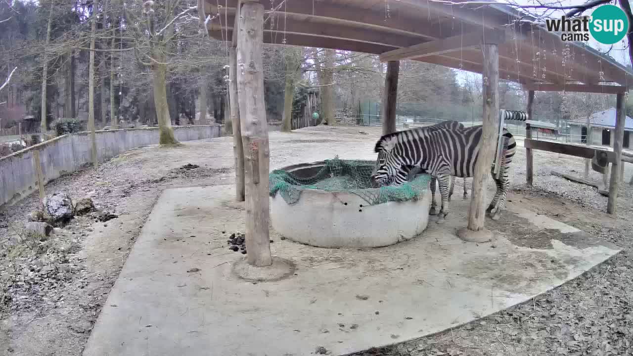 Live webcam Zebras in Ljubljana ZOO – Slovenia