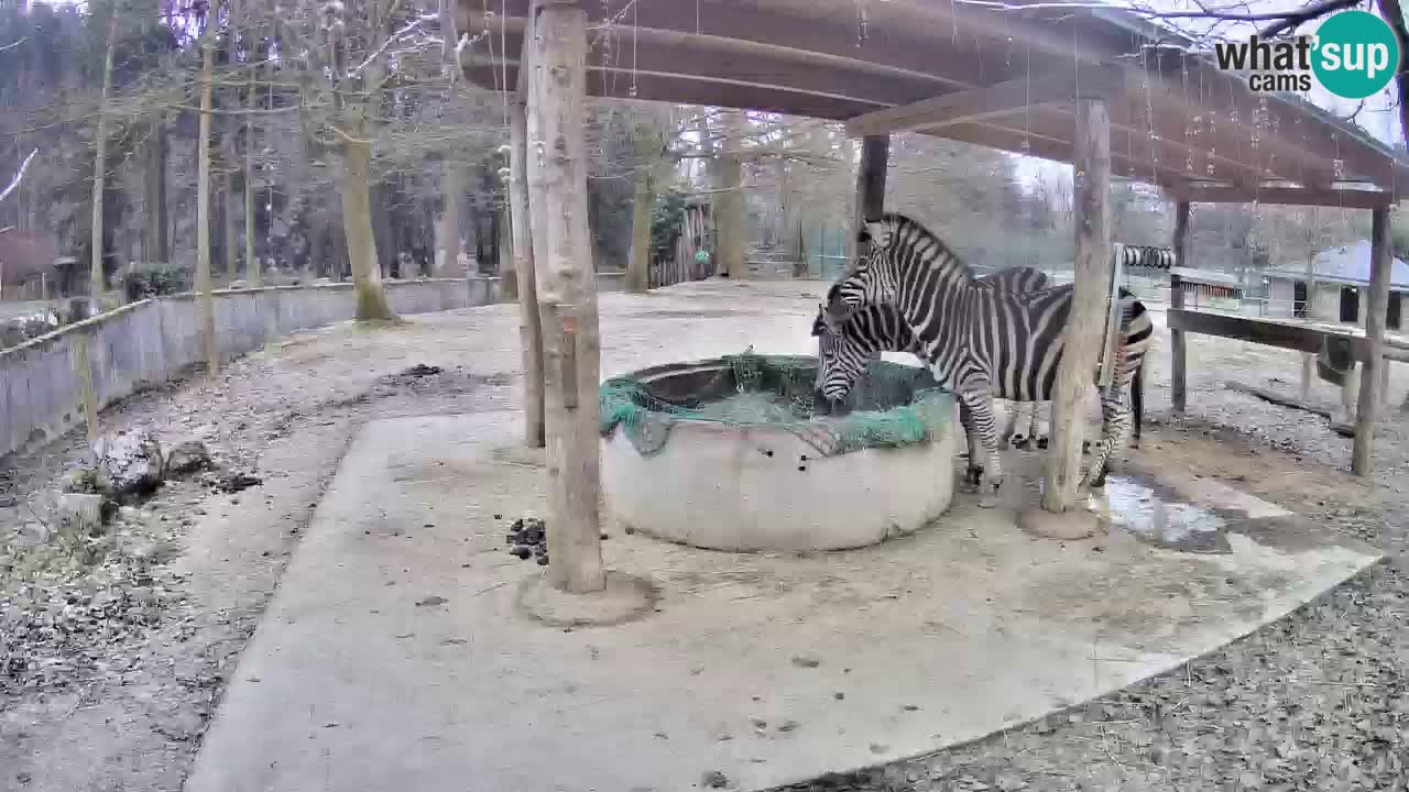 Live webcam Zebras in Ljubljana ZOO – Slovenia