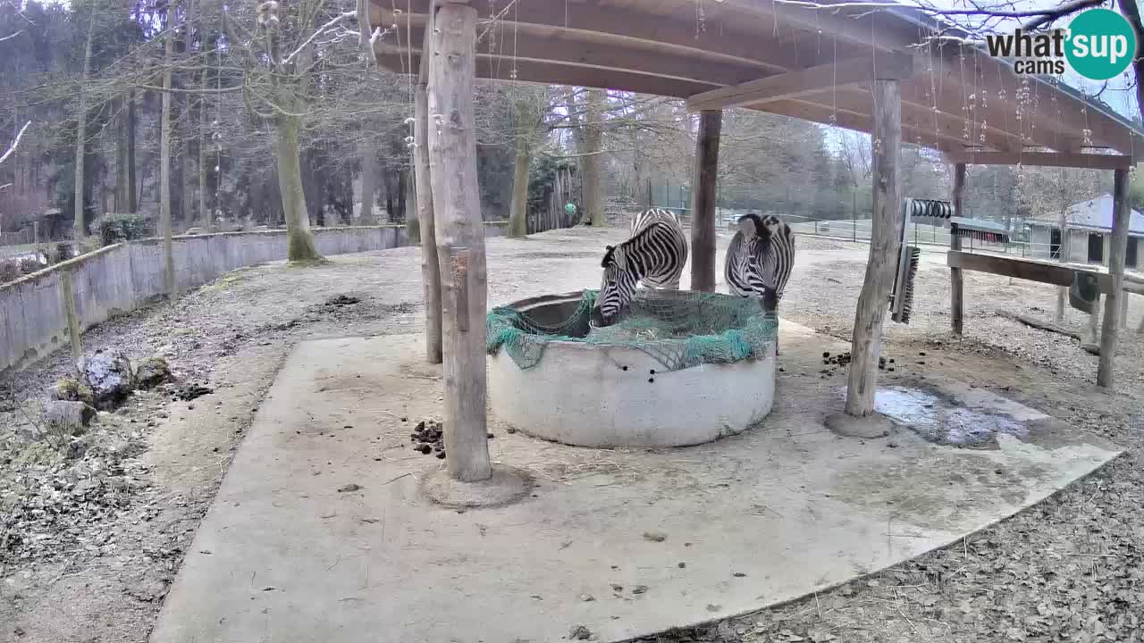 Live webcam Zebras in Ljubljana ZOO – Slovenia