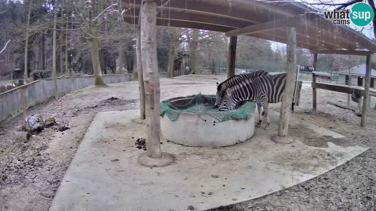 Live webcam Zebras in Ljubljana ZOO – Slovenia