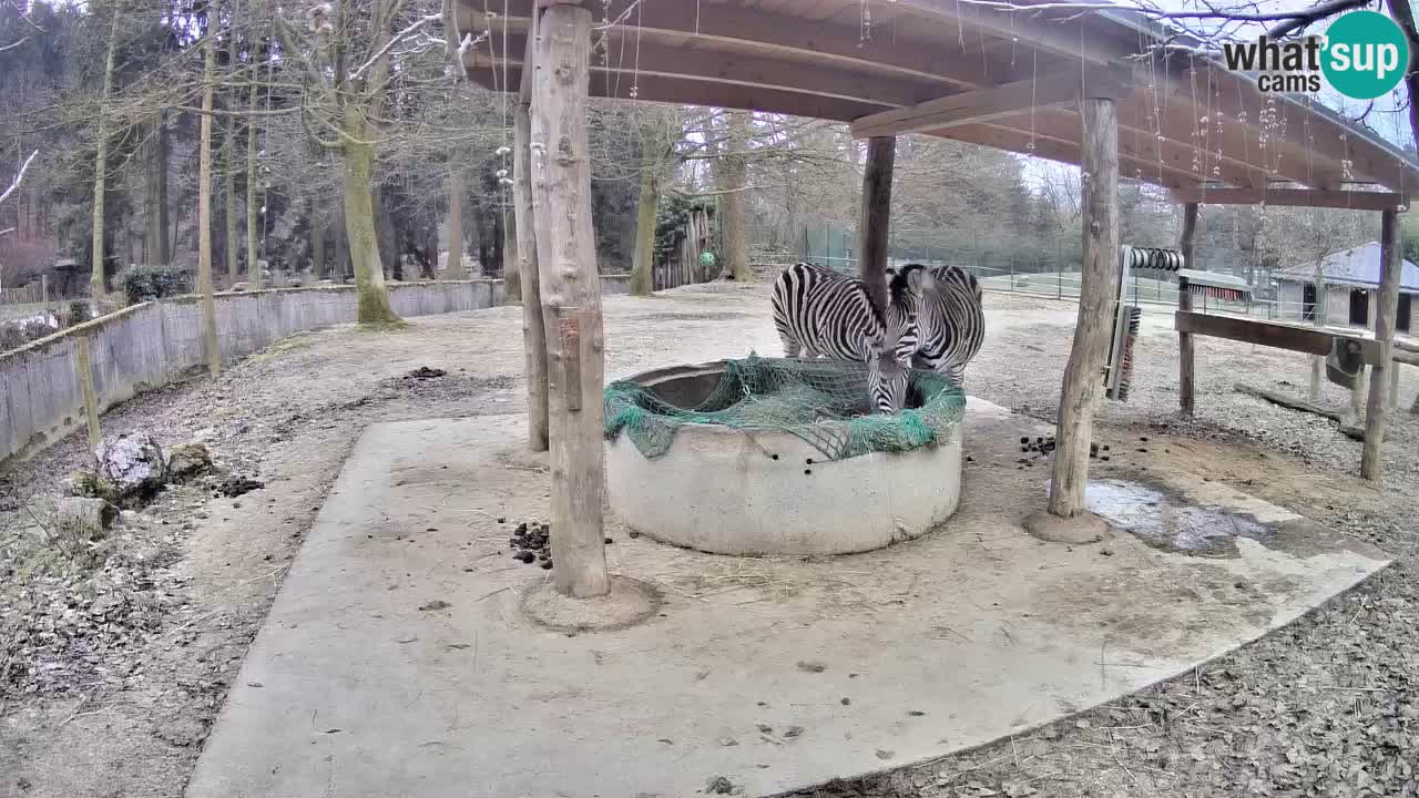 Le Zebre nello ZOO di Ljubljana – Slovenia Live webcam