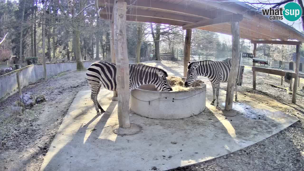 Live webcam Zebras in Ljubljana ZOO – Slovenia