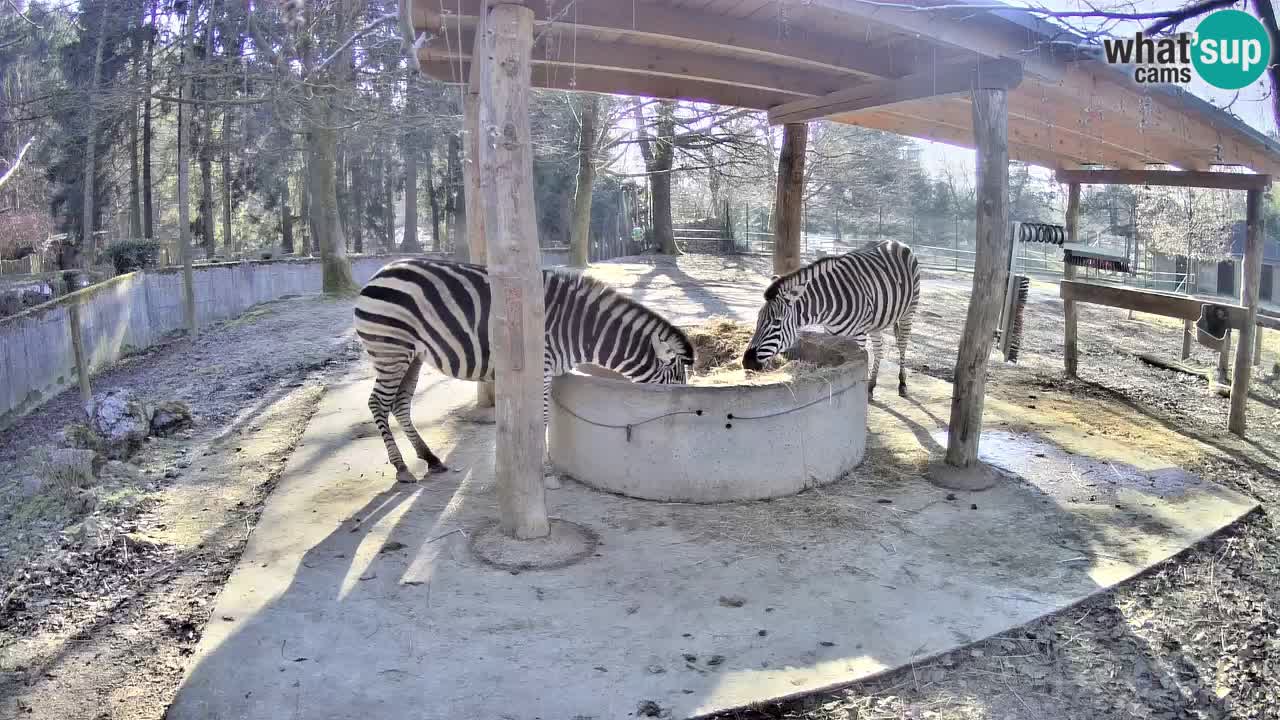 Live webcam Zebras in Ljubljana ZOO – Slovenia