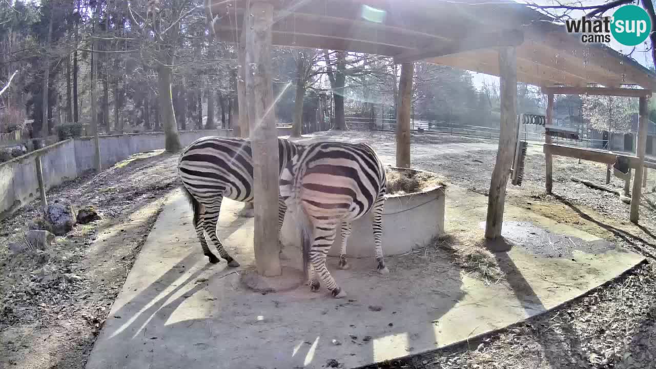 Live webcam Zebras in Ljubljana ZOO – Slovenia