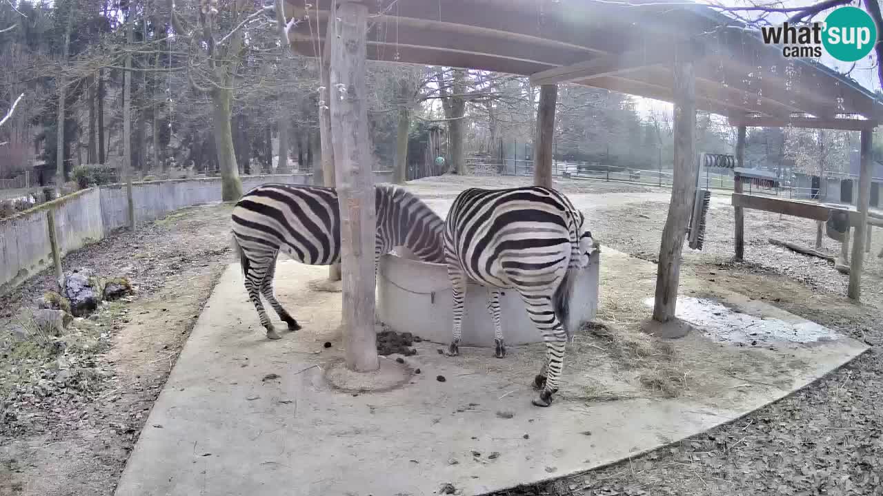 Live webcam Zebras in Ljubljana ZOO – Slovenia