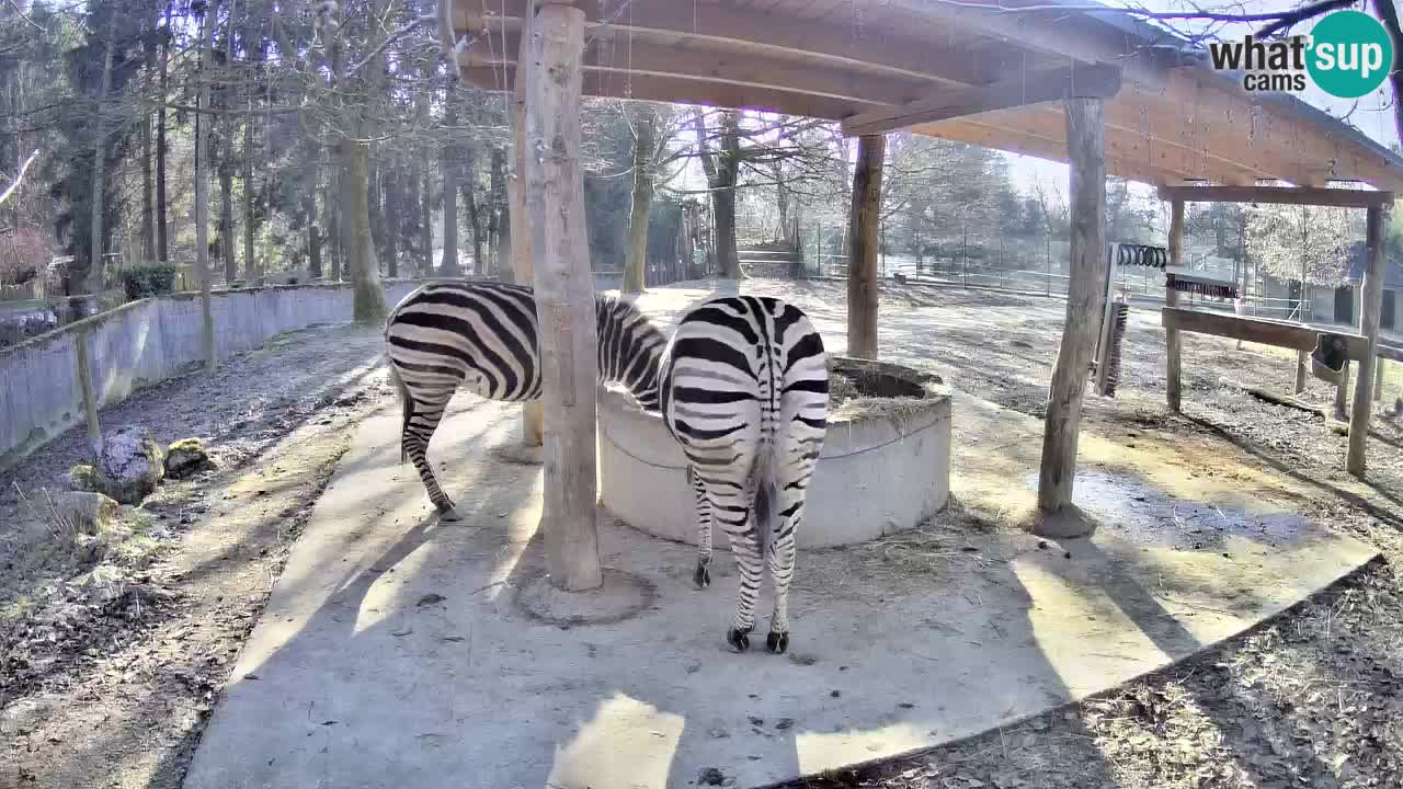 Live webcam Zebras in Ljubljana ZOO – Slovenia