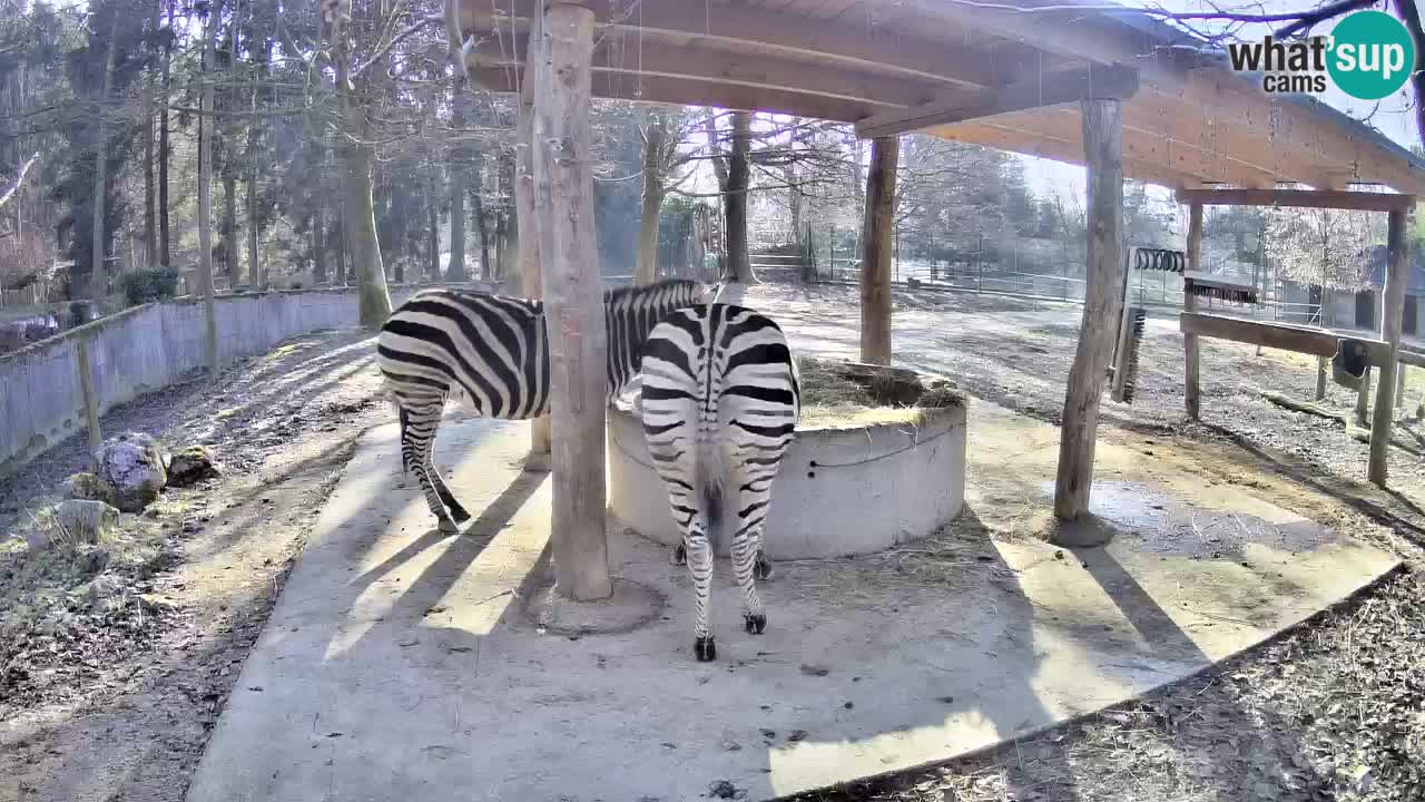 Live webcam Zebras in Ljubljana ZOO – Slovenia