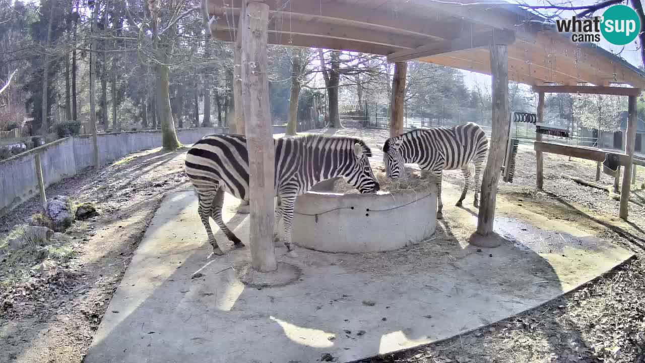 Live webcam Zebras in Ljubljana ZOO – Slovenia