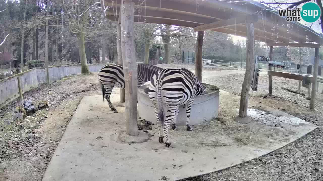 Live webcam Zebras in Ljubljana ZOO – Slovenia