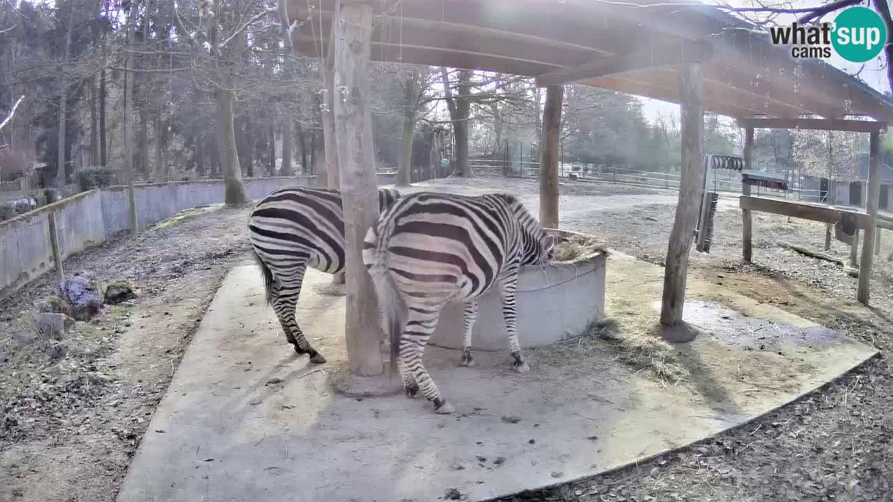 Live webcam Zebras in Ljubljana ZOO – Slovenia