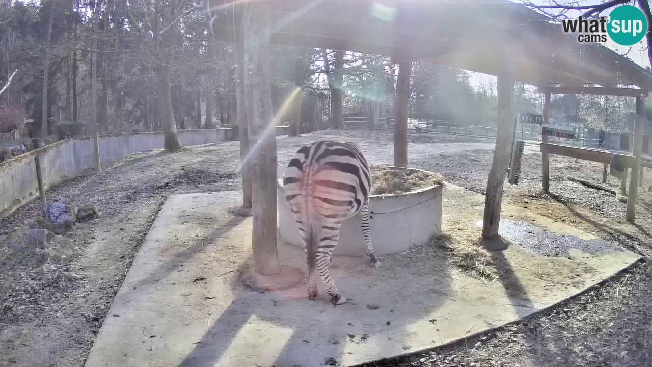 Live webcam Zebras in Ljubljana ZOO – Slovenia