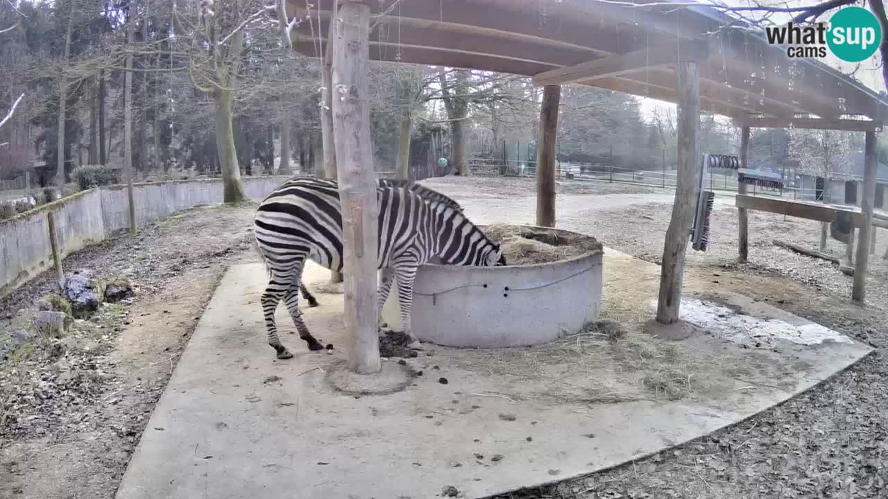 Live webcam Zebras in Ljubljana ZOO – Slovenia