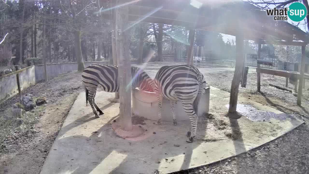 Live webcam Zebras in Ljubljana ZOO – Slovenia