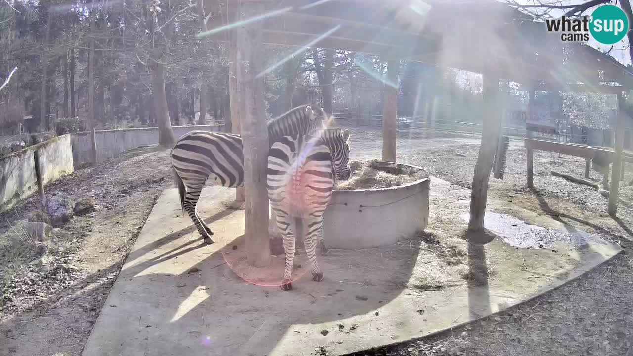 Live webcam Zebras in Ljubljana ZOO – Slovenia