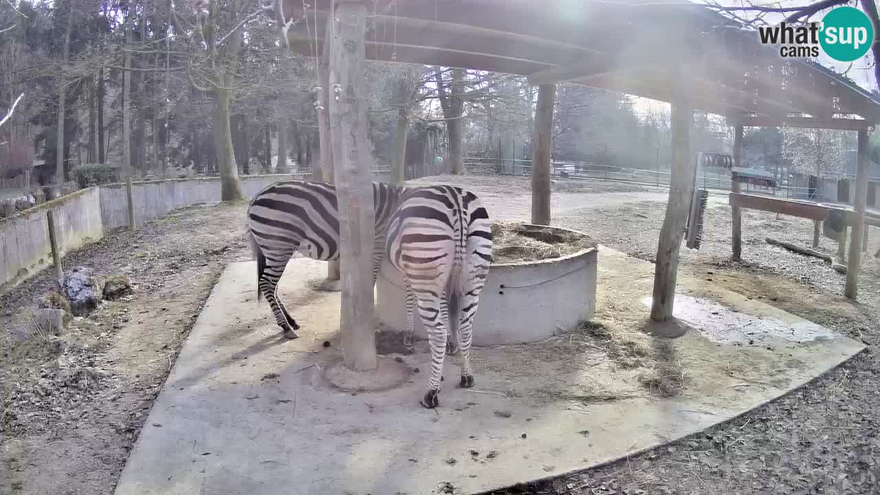 Live webcam Zebras in Ljubljana ZOO – Slovenia